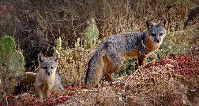 Catalina Foxes