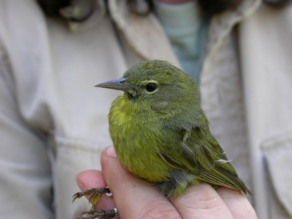 orange crowned warbler