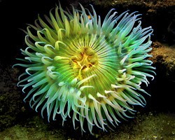 sea-anemone-e1541574269182.jpg