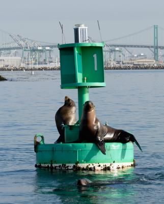 sea lions